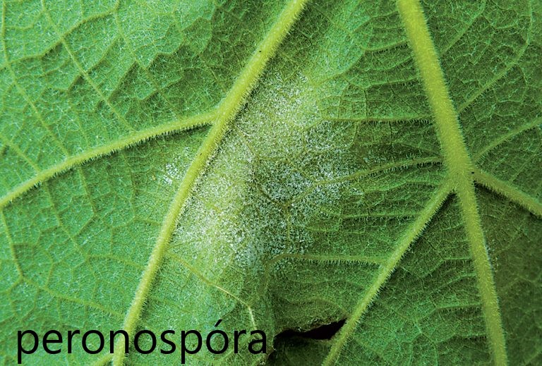 peronospora