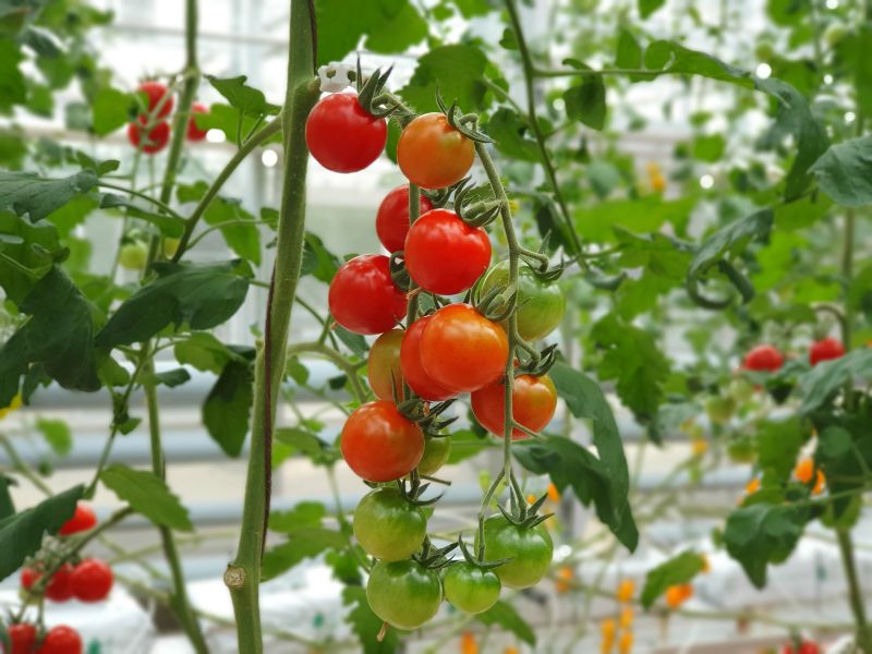 rajčiny pestované v skleníku