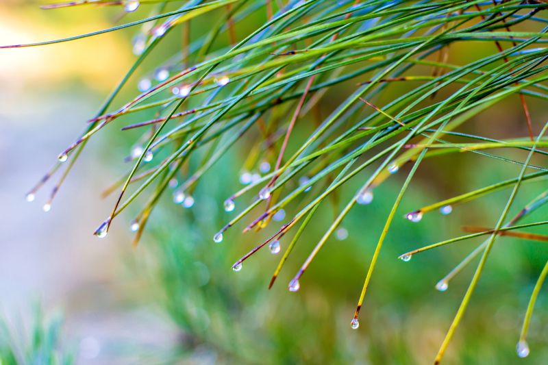 kvapky dažďa zachytené na listoch v dažďovej záhrade