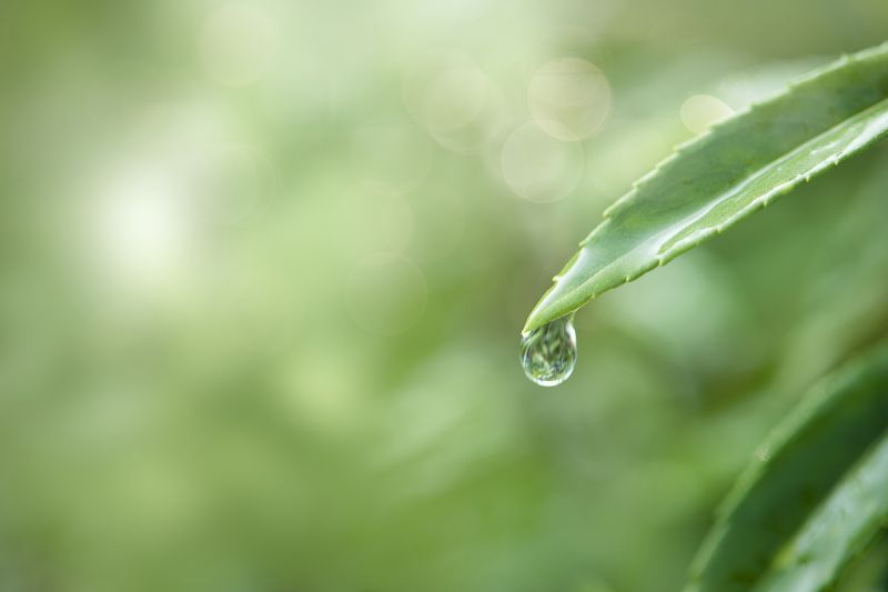 kvapka dažďa zachytená na liste v dažďovej záhrade