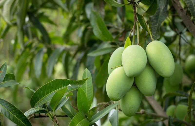 mango rastúce na strome