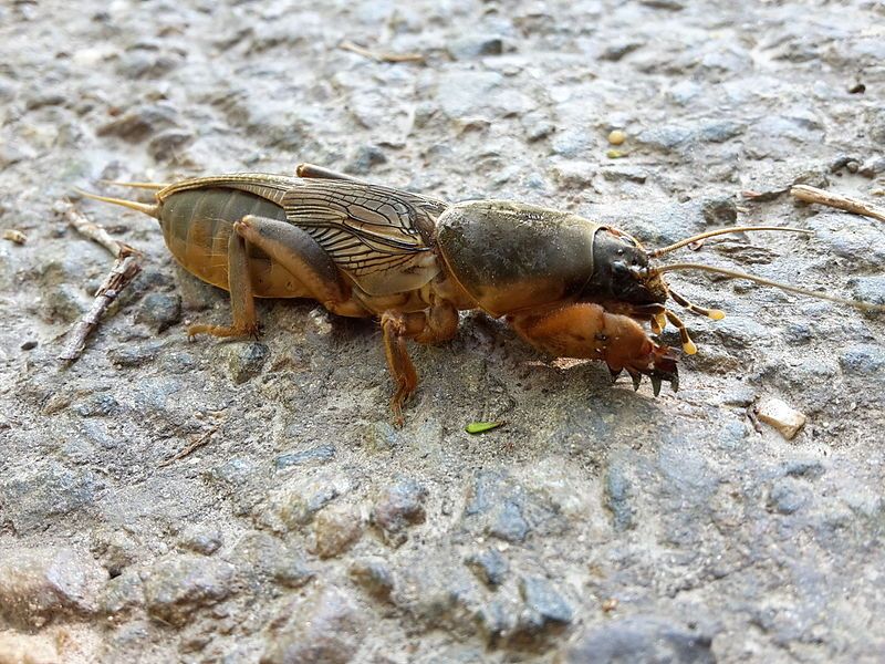 krtonôžka v prírode na kameni