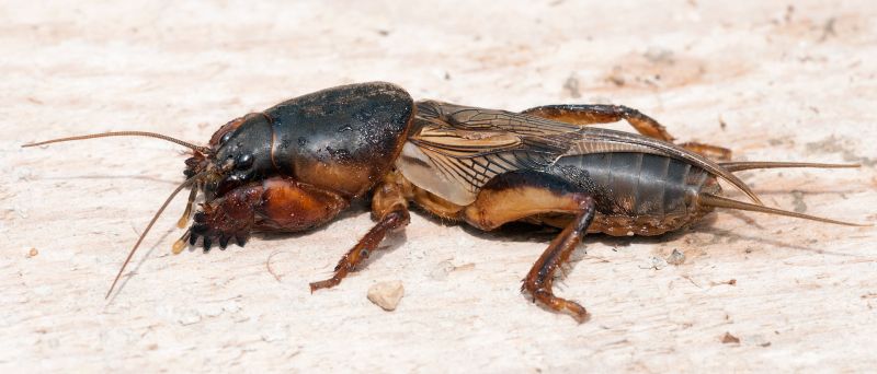 krtonôžka na bledom drevenom podklade