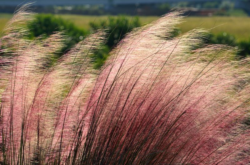 okrasná tráva ružovej farby vejúca vo vetre