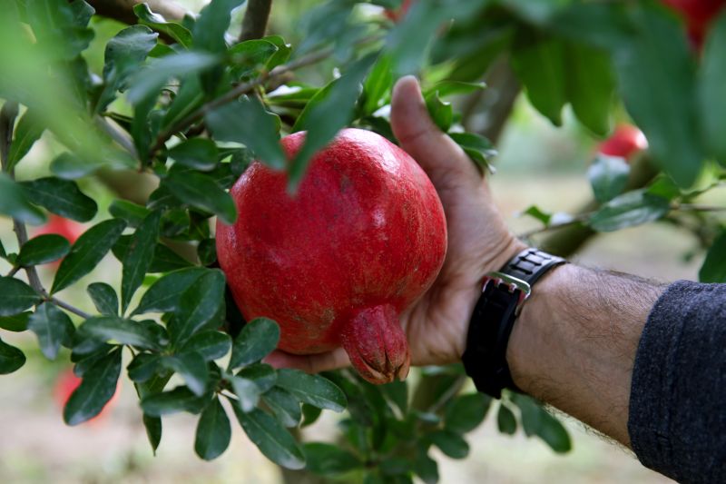 ruka trhajúca granátové jablko zo stromu