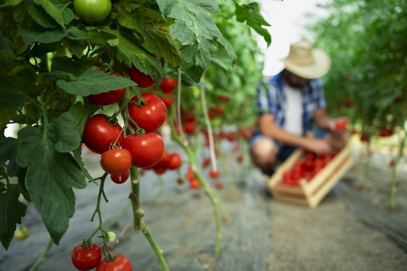 zbieranie zrelých červených rajčín zo záhrady