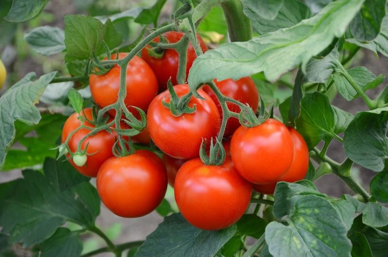 červené zrelé rajčiny na stonke