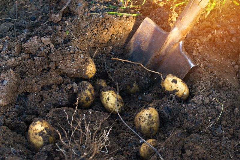 vyrýľovanie zemiakov