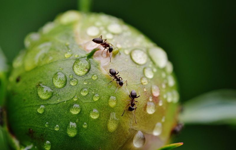 tri mravce na kvete