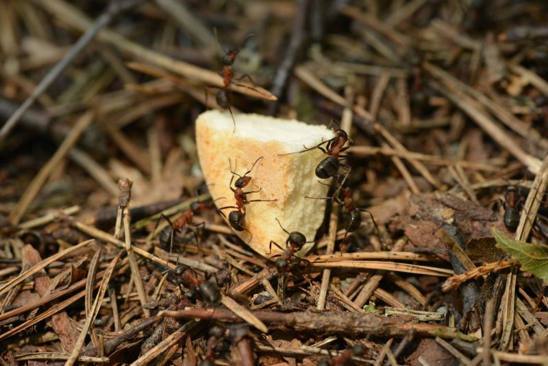 mravce na rožku