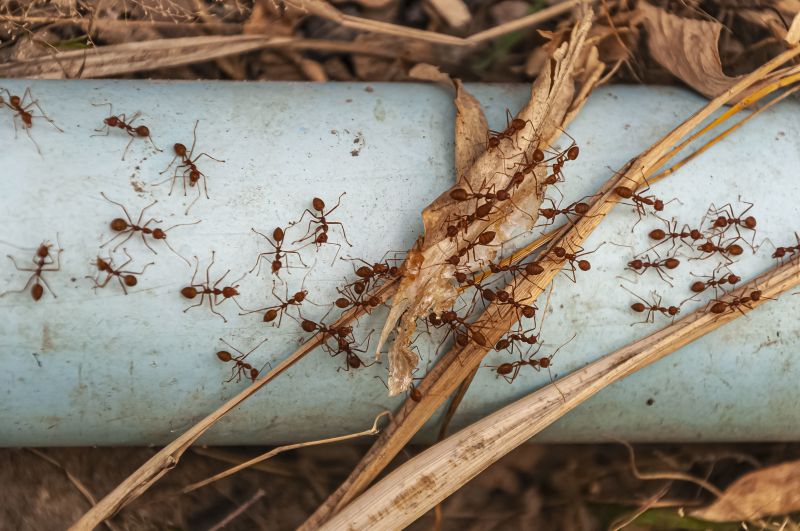 kolónia mravcov