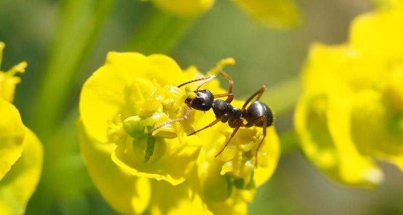 mravec na žltom kvete