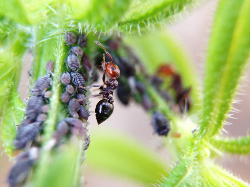 mravec s škodcami na rastline