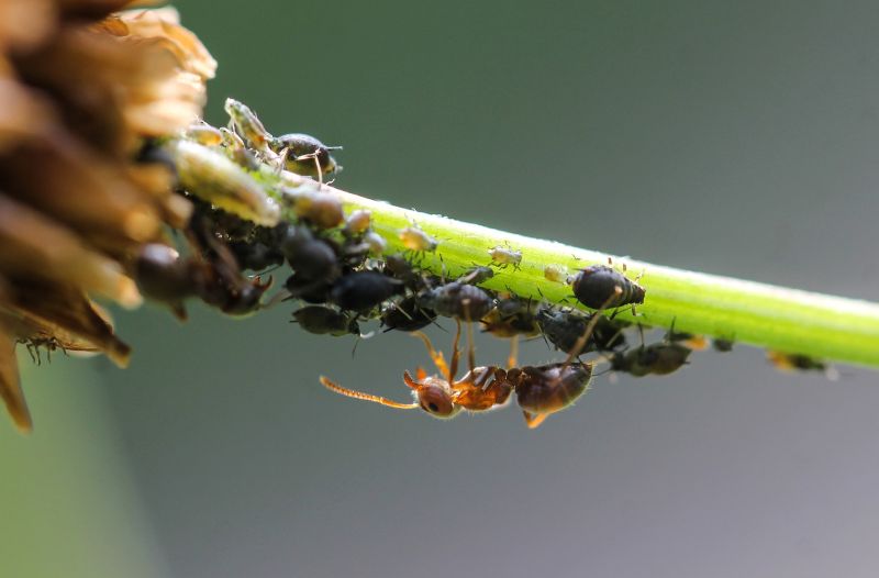 mravec parazitujúci na kvete s voškami