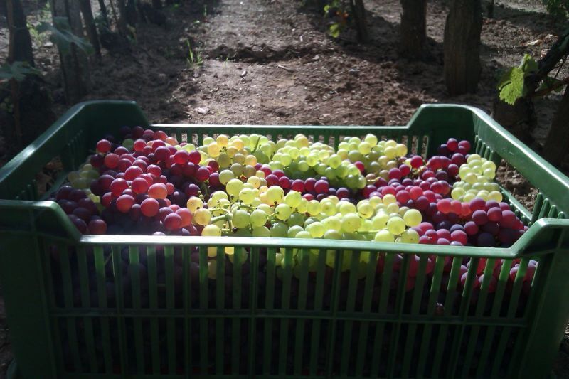 čerstvé obraté hrozno v bedničke položené v rade medzi vinohradmi