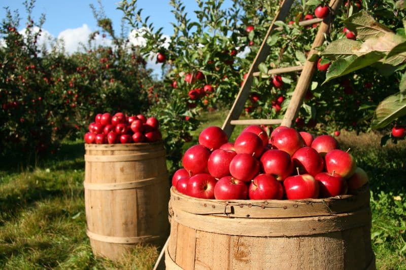 zber jabĺk do drevenných sudov