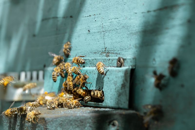 včely na modrom drevenom úli