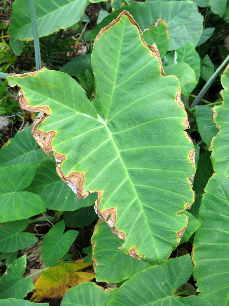 rastlina má suché okraje listov z dôvodu nedostatku draslíka v pôde