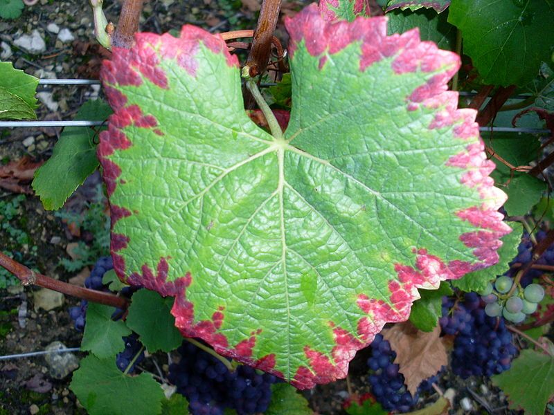 rastlina má červené okraje listov z dôvodu nedostatku fosforu v pôde