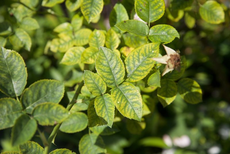 svetložltá farba mladších listov kvôli nedostatkú mangánu v pôde