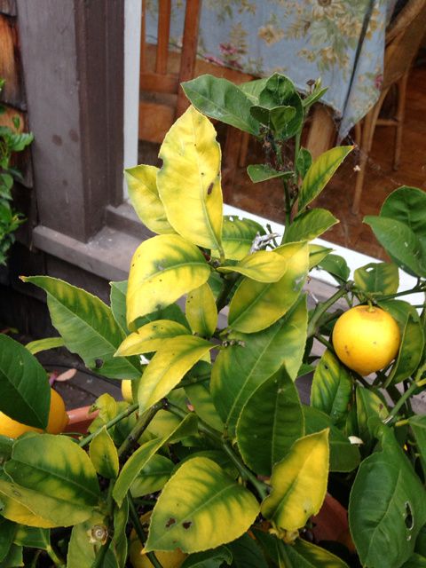 zožltnuté listy kvôli nedostatku železa v pôde