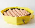 Automatická liaheň na vajcia CLEO 5 DTH AUTOMATIC (41 vajec)