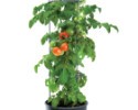 Kvetináč na pestovanie paradajok 39,2 cm