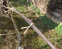 Viazací drôt na vinič 12 cm - 1000 ks