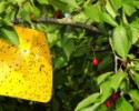 BIO Plantella žlté lepové dosky proti vrtivkám, voškám a piliarkam - 5 ks
