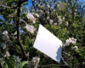 BIO Plantella biele lepové dosky proti škodlivému hmyzu - 10 ks