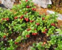 AGRO hnojivo na čučoriedky a brusnice organominerálne - 1 kg