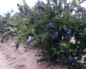 AGRO hnojivo na čučoriedky a brusnice organominerálne - 1 kg