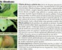 BioTomal biele lepové dosky proti piliarkam a kvetárke kapustovej - 6 ks