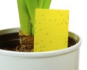 Stopset žlté lepové šípky na ochranu izbových rastlín - 5 ks