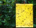 Stopset žlté lepové dosky proti lietajúcemu hmyzu - 5 ks
