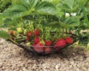 Podložka pod jahody 33 cm - 10 ks