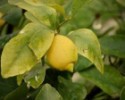 KAPKA hnojivo na citrusy - 200 ml