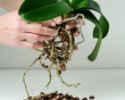 Cocochips kokosový substrát pre pestovanie orchidejí - 500 g