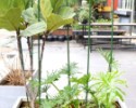 Podpera rastlín 16 mm 120 cm - oceľová + PE