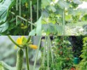 Podpera rastlín 16 mm 150 cm - oceľová + PE
