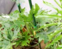 Podpera rastlín 8 mm 60 cm - oceľová + PE