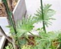 Podpera rastlín 8 mm 60 cm - oceľová + PE
