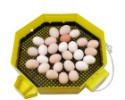 Automatická liaheň na vajcia CLEO 5 DTH AUTOMATIC (41 vajec)