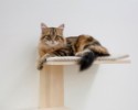 Škrabadlo pre mačky KERBL TIMBER - mačacie strom na stenu 150 cm