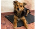 Výhrevná podložka pre psov THERMODOG 3523000 - vykurovací koberec 40x60cm