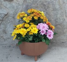 Kvetináč GRACIA STANDARD WOOD naturo 28,5 cm