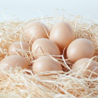 Plastové podkladové vajce - duté 