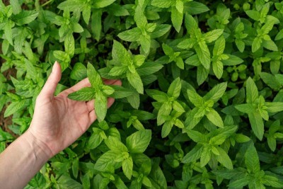 3 liečivé bylinky, ktoré si dopestujete aj na balkóne