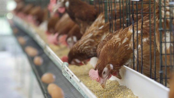 6 dôvodov, prečo vám kŕmidlá a napájadlá skvalitnia chov zvierat na farme