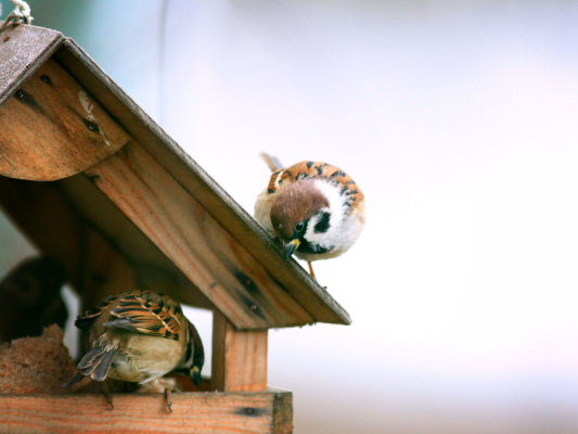 Krmítko pre vtáky: Ako správne vybrať a umiestniť, aby prežili zimu?